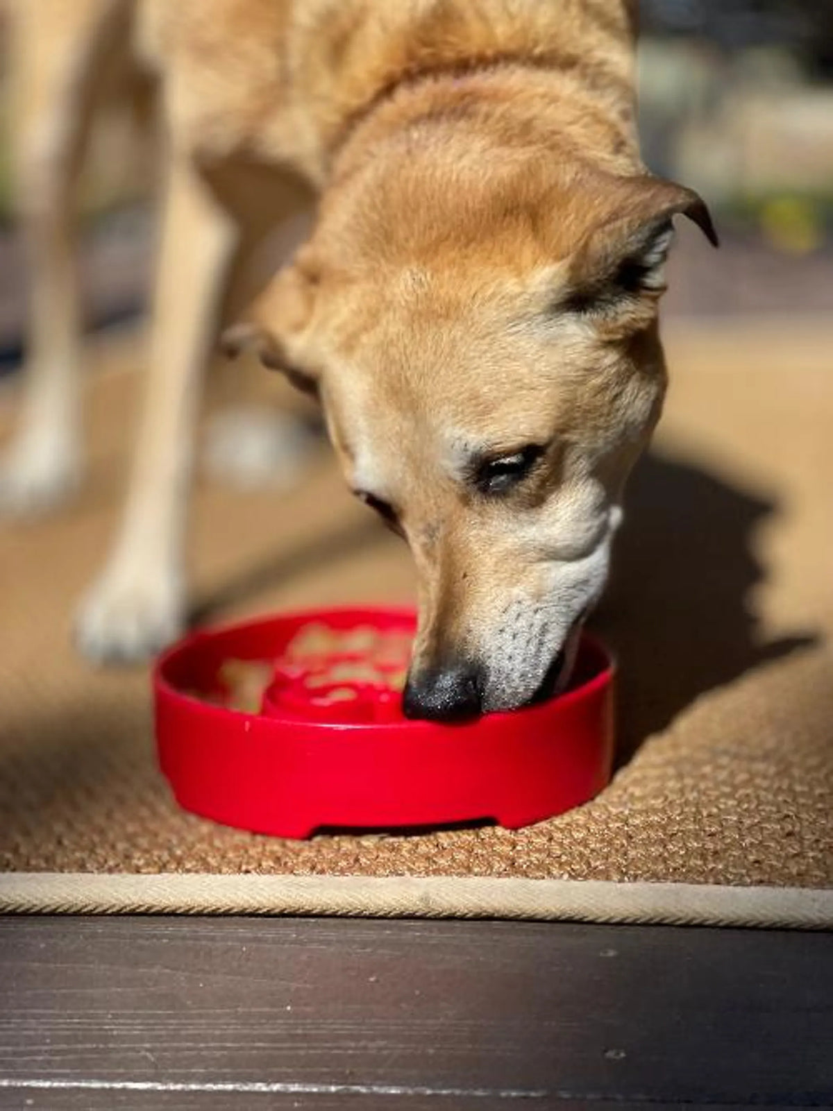 Santa Christmas eBowl Deep Slow Feeder Dog Bowl for Enrichment