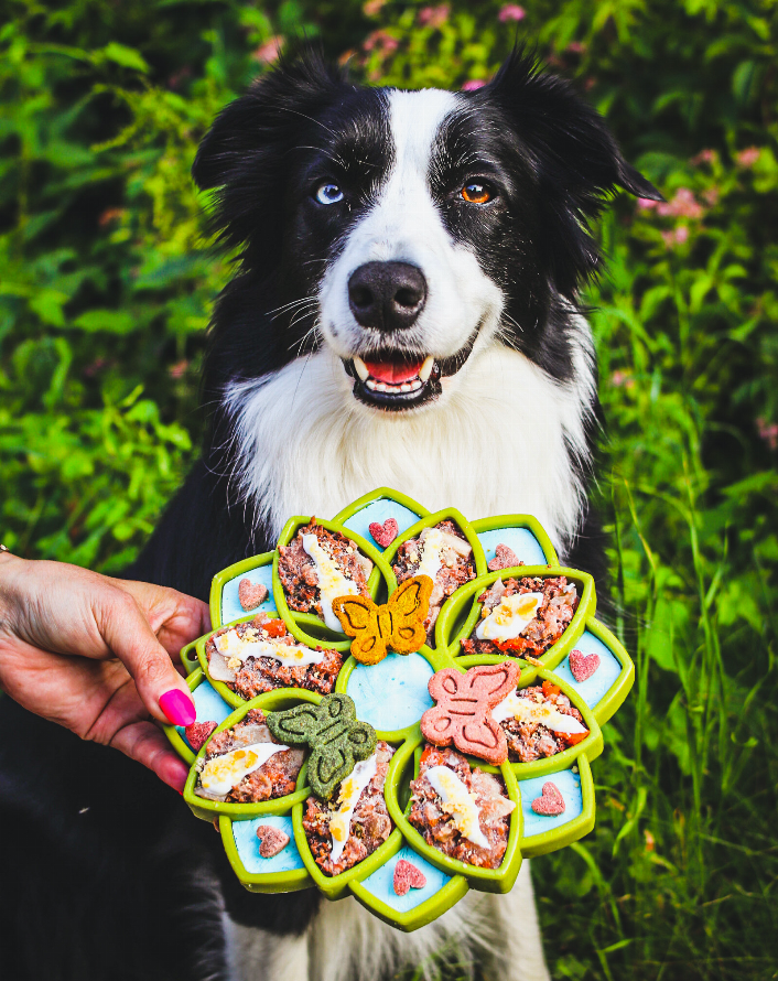 Mandala Design Enrichment Tray for Dogs