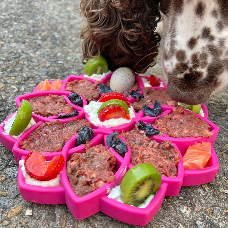 Mandala Design Enrichment Tray for Dogs