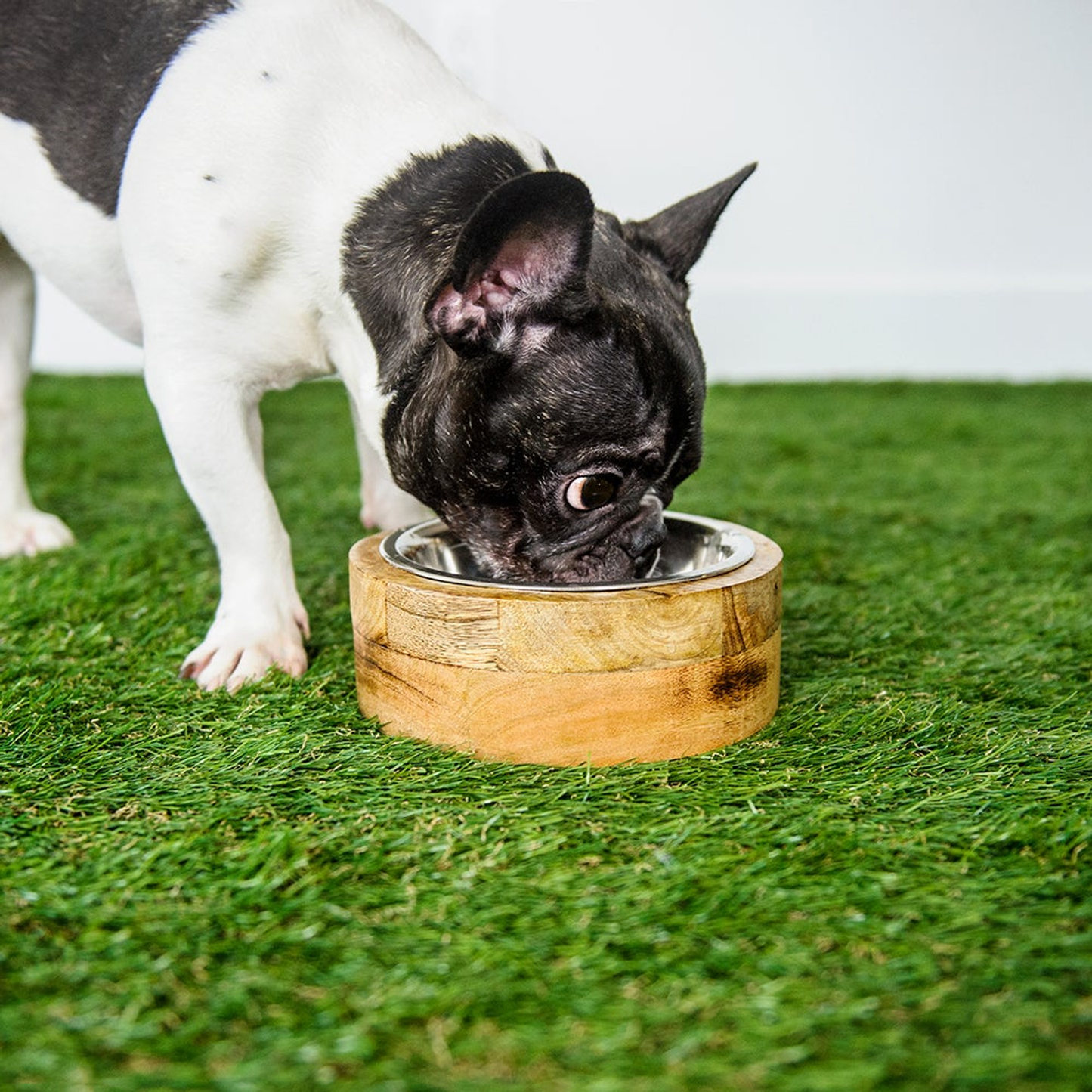 Pet Mango Wood Bowl Single