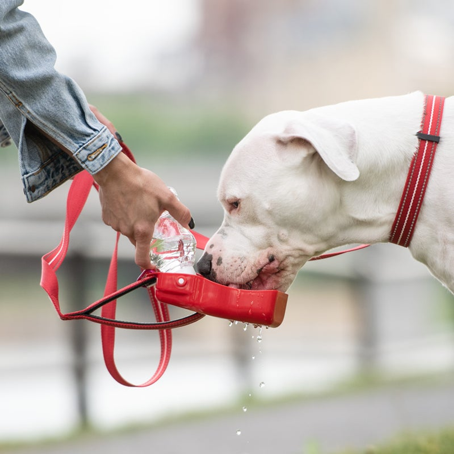 Pet  Water Bottle