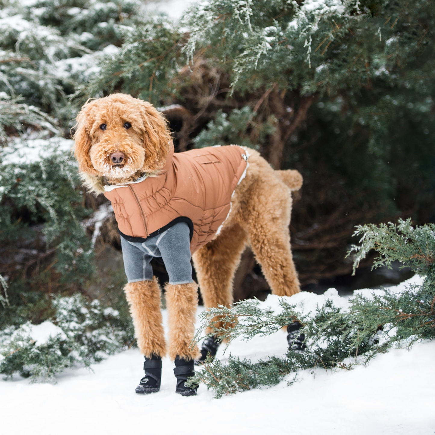 Pet ElastoFit Urban Dog Parka