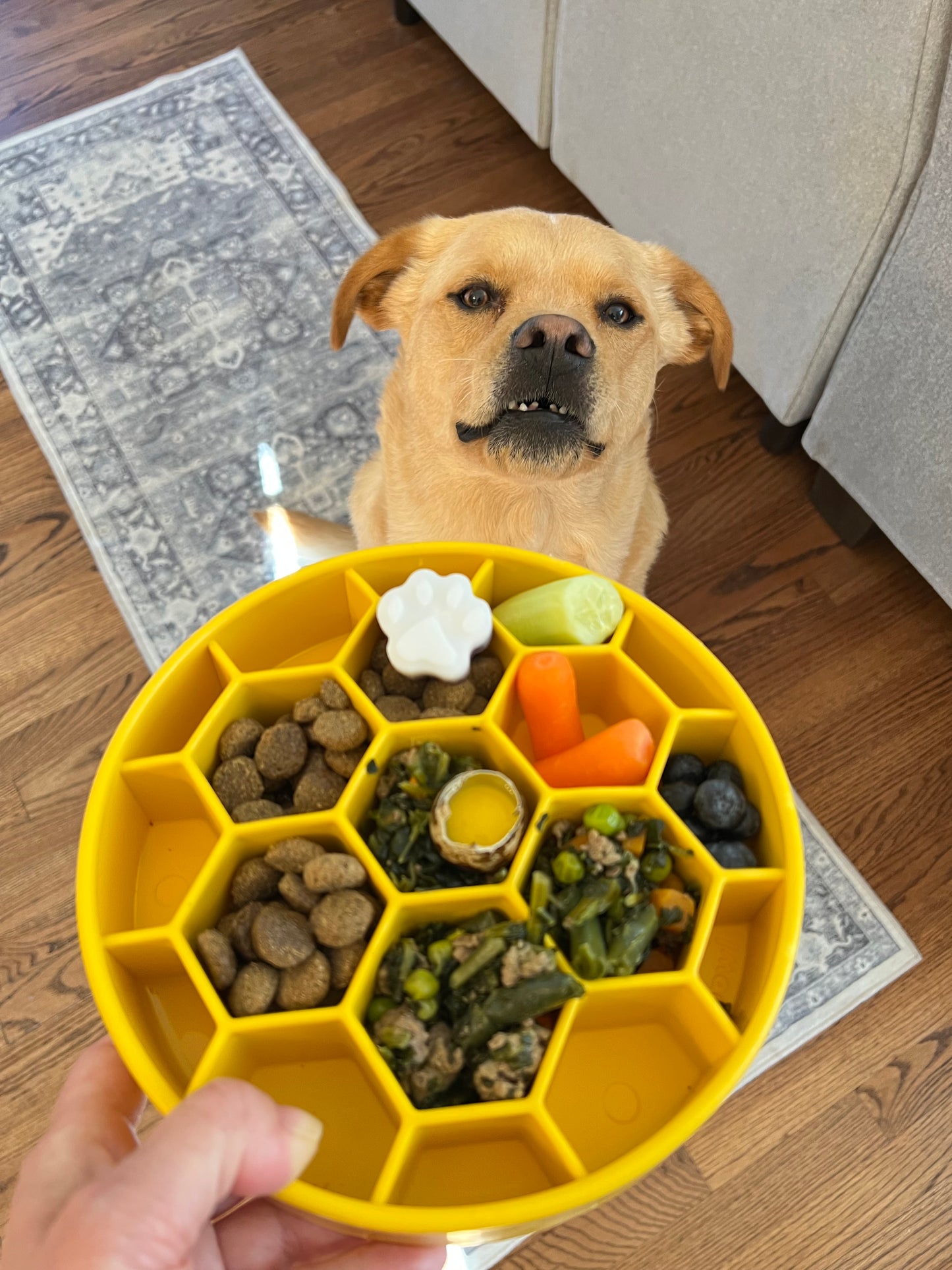 Honeycomb Design eBowl Enrichment Slow Feeder Bowl for Dogs