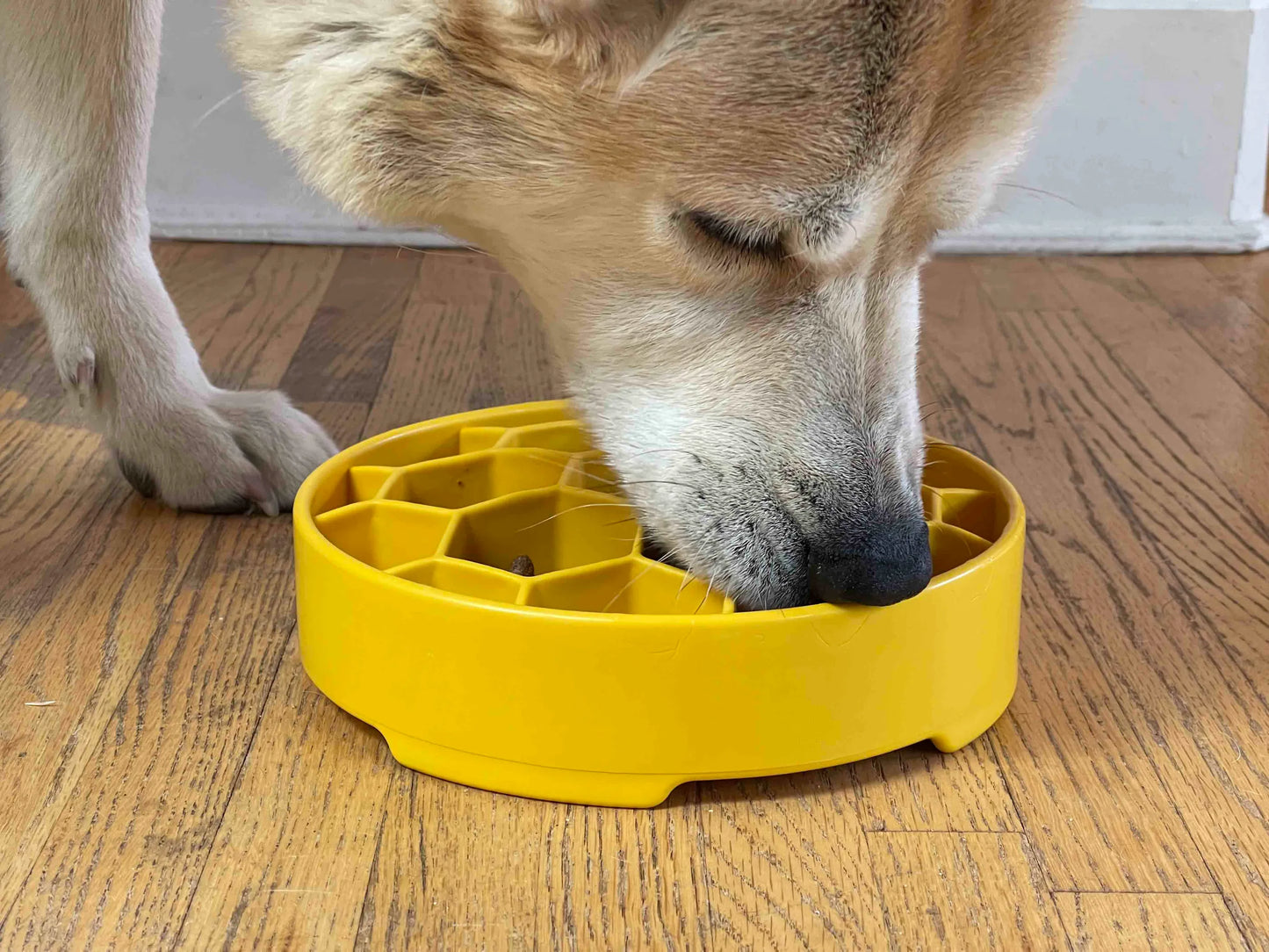 Honeycomb Design eBowl Enrichment Slow Feeder Bowl for Dogs - My Best Pet Life, LLC