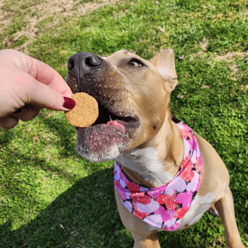 Peanut Butter Cookies - My Best Pet Life, LLC