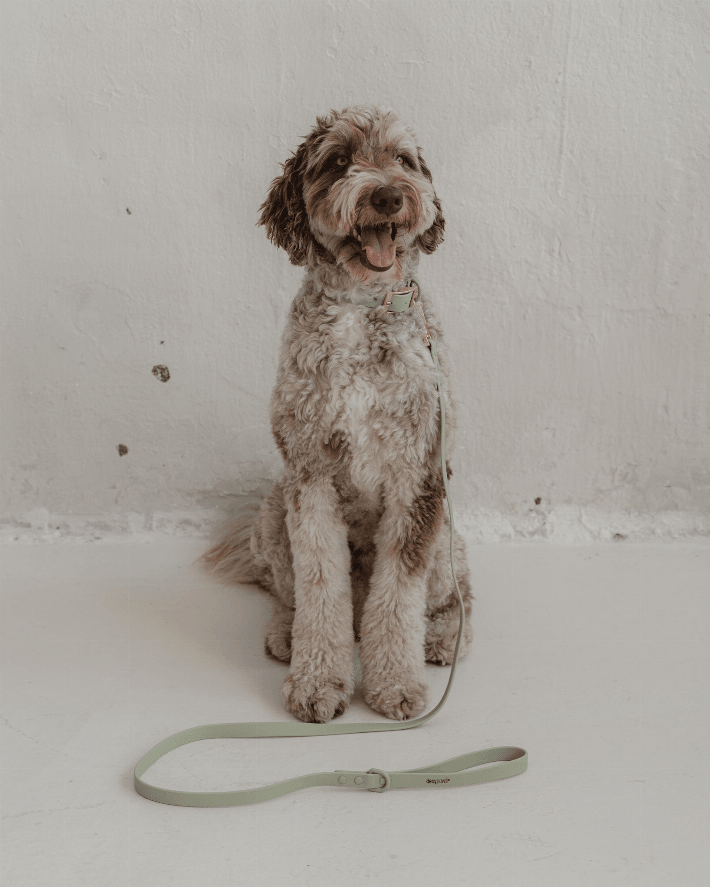 Waterproof Dog Leash - My Best Pet Life, LLC