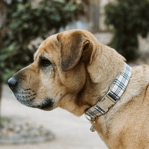 Adjustable Collar - My Best Pet Life, LLC