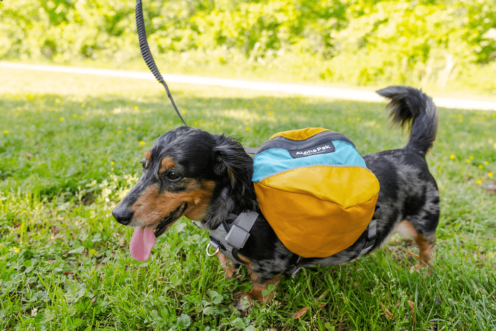 Adventurer EZ Latch Dog Pack (2-piece) - My Best Pet Life, LLC