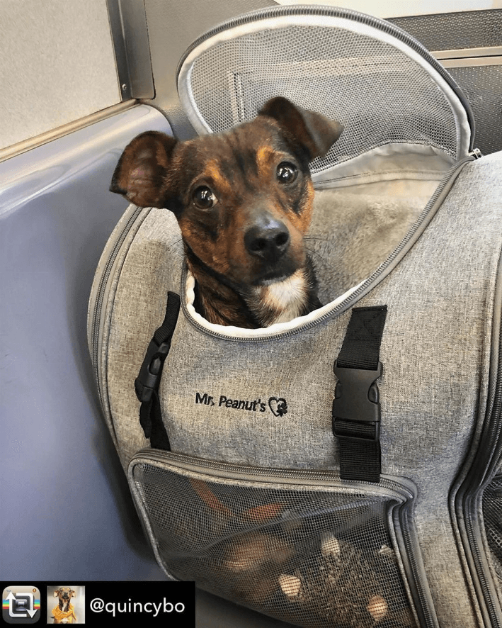 Aspen Series Airline Capable Backpack Pet Carrier - My Best Pet Life, LLC