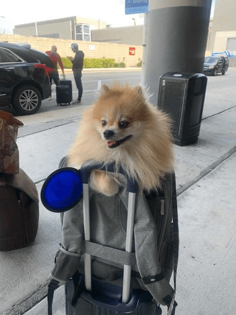 Aspen Series Airline Capable Backpack Pet Carrier - My Best Pet Life, LLC