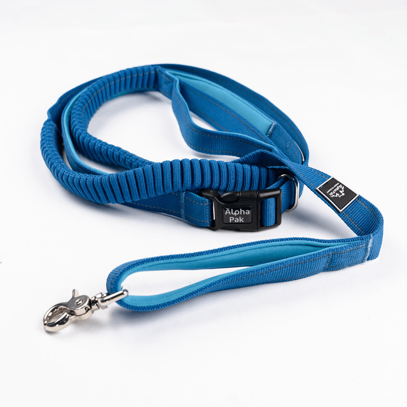 Cascades Metallic Blue Stretchable Runner Dog Leash - My Best Pet Life, LLC