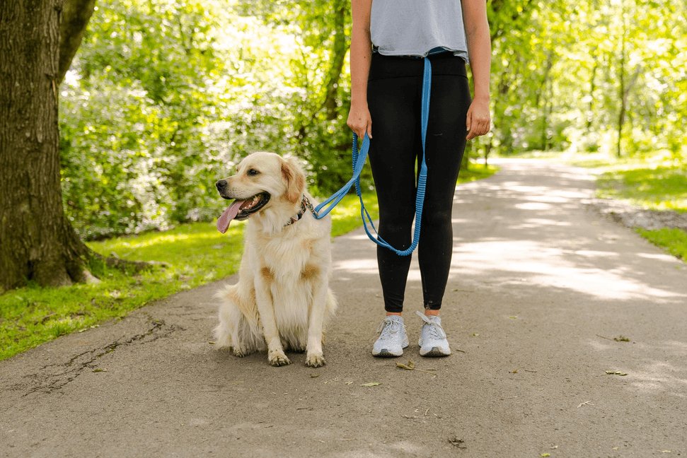 Cascades Metallic Blue Stretchable Runner Dog Leash - My Best Pet Life, LLC