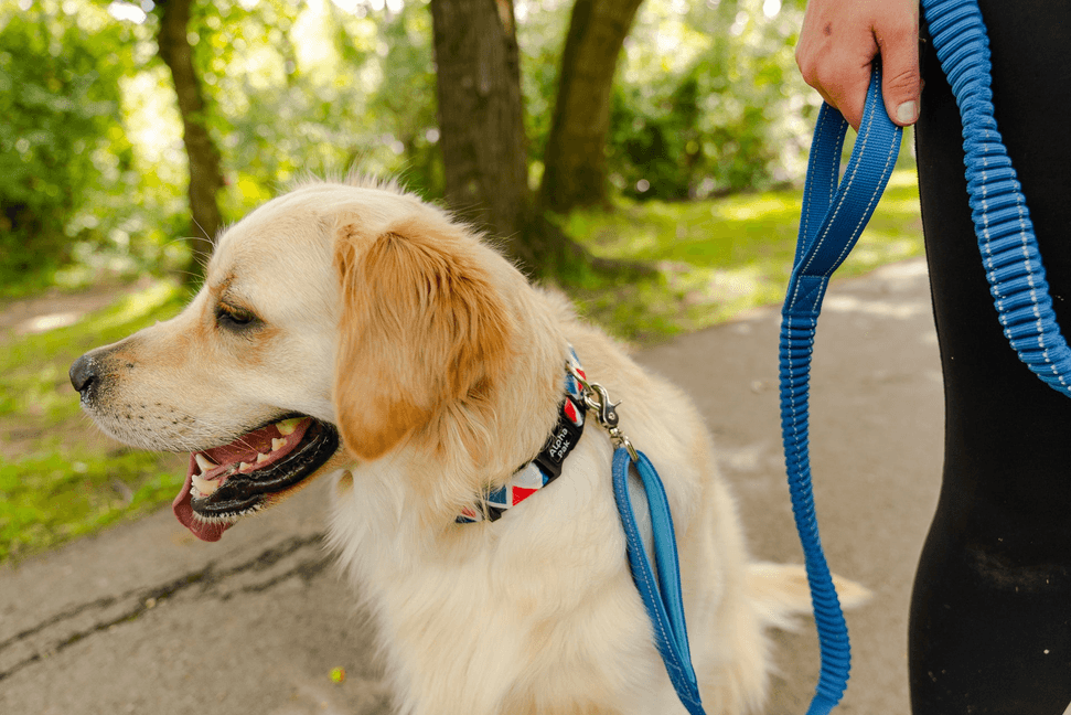 Cascades Metallic Blue Stretchable Runner Dog Leash - My Best Pet Life, LLC
