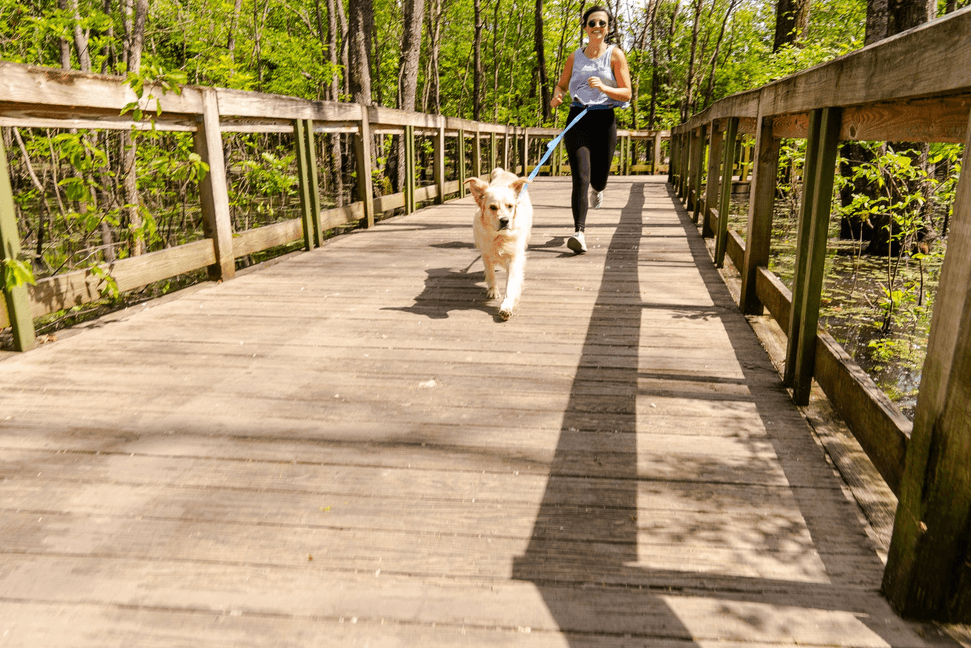 Cascades Metallic Blue Stretchable Runner Dog Leash - My Best Pet Life, LLC