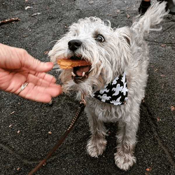 Cheddar Dog Bones - My Best Pet Life, LLC