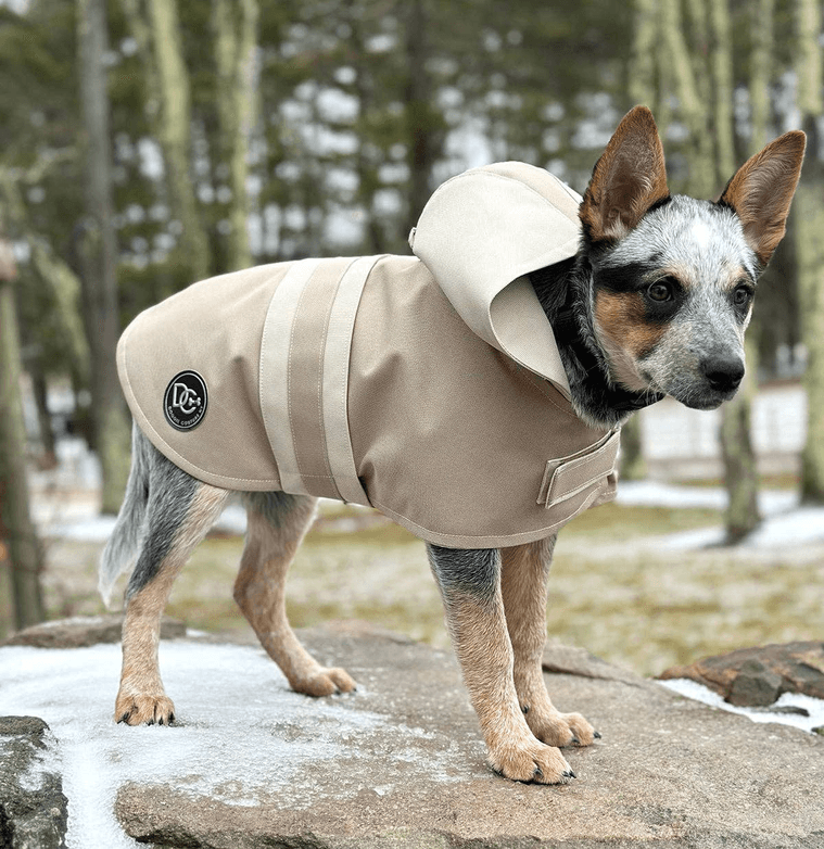 DCNY Sport Luxe Hooded Raincoat - My Best Pet Life, LLC