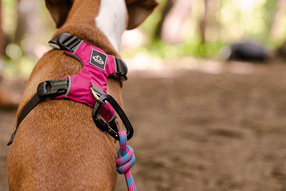 Elements Kernmantle Rope Leash - My Best Pet Life, LLC