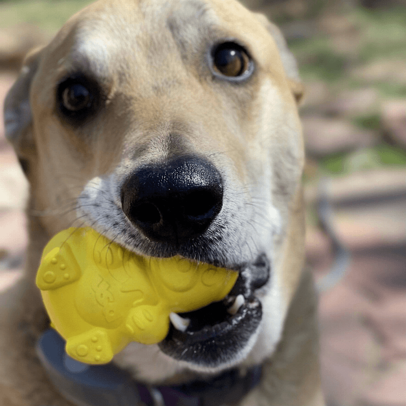 Honey Bear Treat Dispenser - My Best Pet Life, LLC