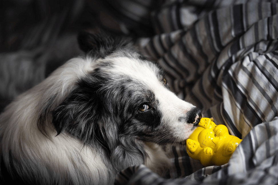 Honey Bear Treat Dispenser - My Best Pet Life, LLC