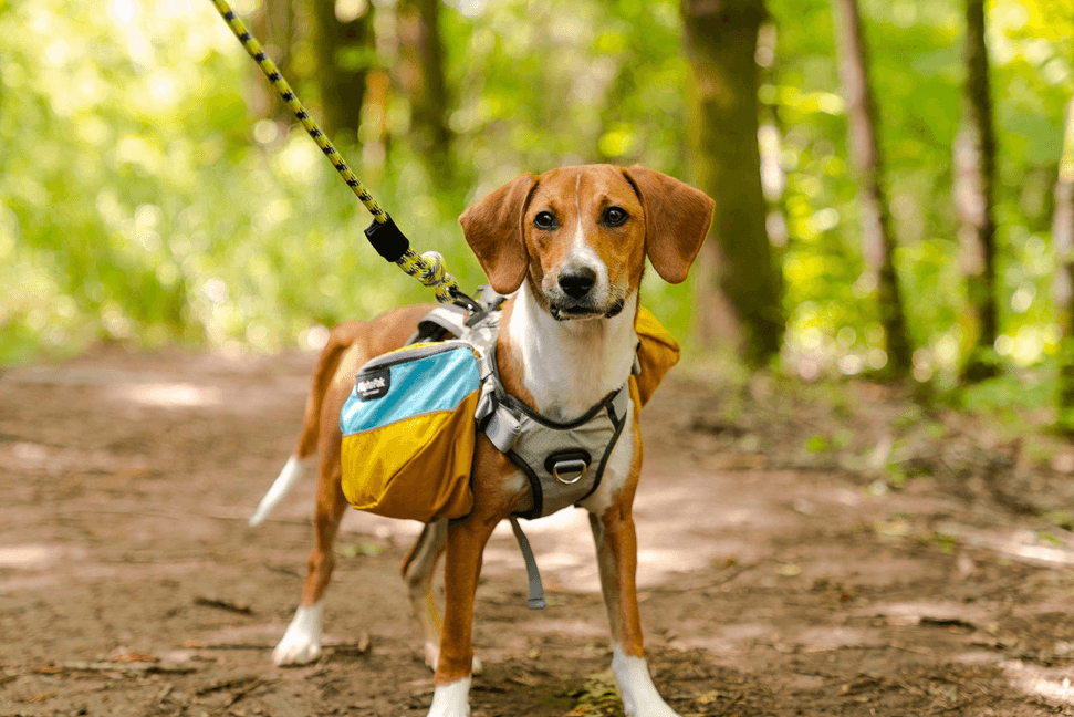 Junction Kernmantle Rope Leash - My Best Pet Life, LLC