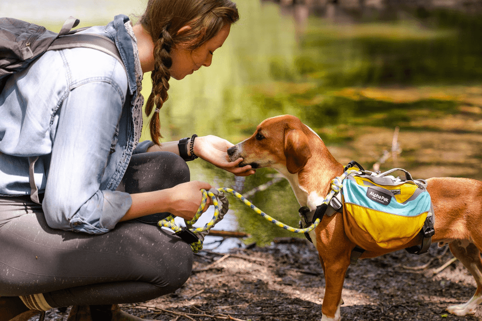 Junction Kernmantle Rope Leash - My Best Pet Life, LLC