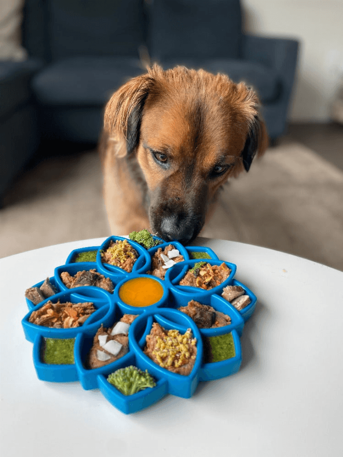 Mandala Design eTray Enrichment Tray for Dogs - My Best Pet Life, LLC