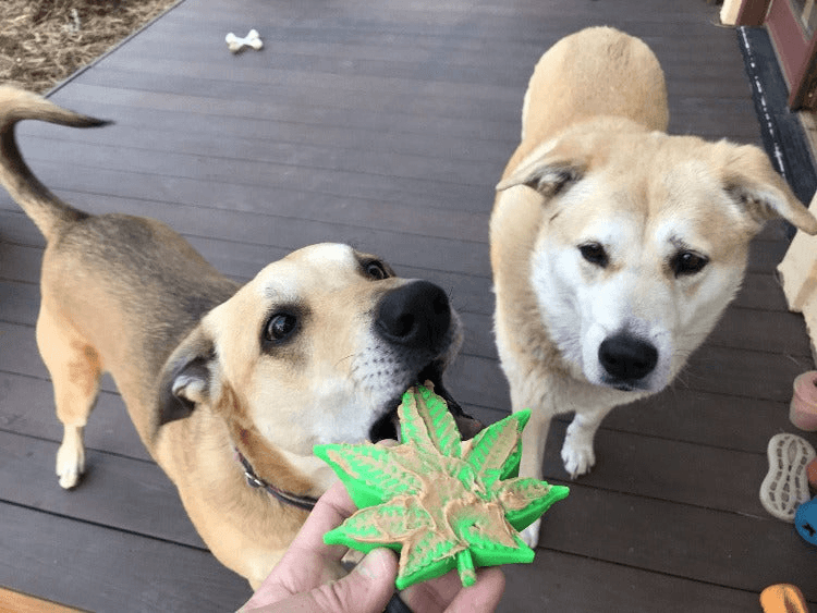 MKB Colorado Maple Leaf Durable Nylon Dog Chew Toy for Aggressive Chewers - My Best Pet Life, LLC