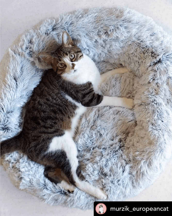 Ortho Plush Pet Bed - My Best Pet Life, LLC