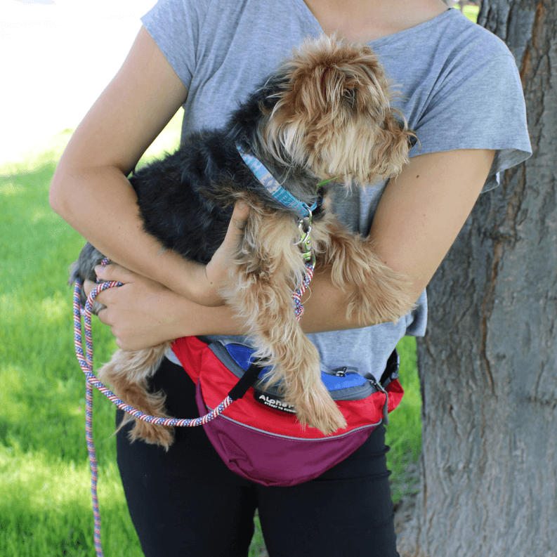 Patriot Kernmantle Rope Dog Leash - My Best Pet Life, LLC