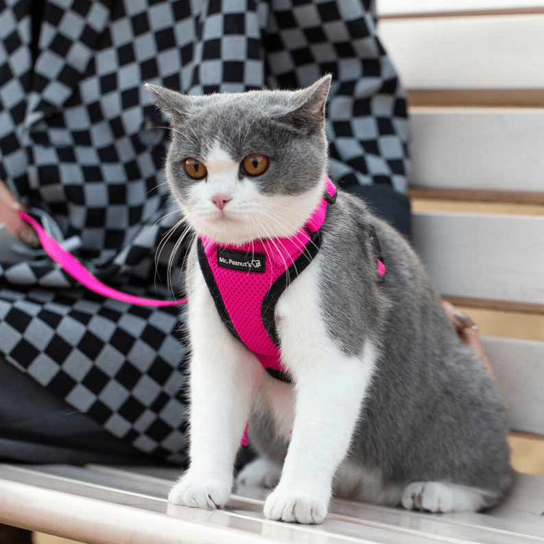 PurrTrek Reflective Cat Harness with Matching Leash - My Best Pet Life, LLC