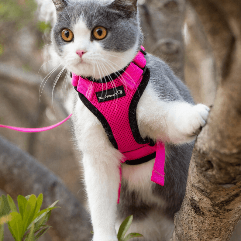 PurrTrek Reflective Cat Harness with Matching Leash - My Best Pet Life, LLC