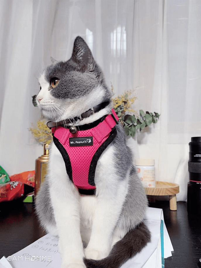 PurrTrek Reflective Cat Harness with Matching Leash - My Best Pet Life, LLC