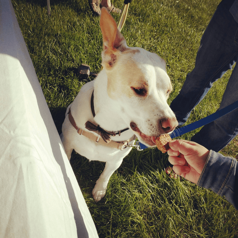 Wheat Free PB&B Granola Bars Dog Treats - My Best Pet Life, LLC